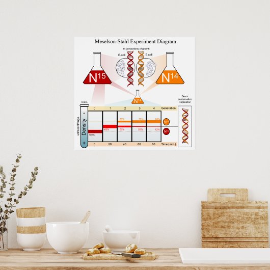 Schema van het Meselson Stahl-experiment DNA Poster (Keuken)