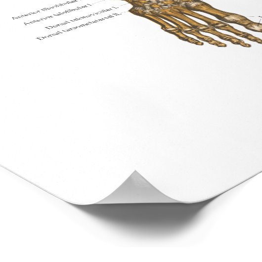 Schema van het skeletsysteem bij mensen met ligame poster (Hoek)