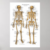 Schema van het skeletsysteem bij mensen met ligame poster (Voorkant)
