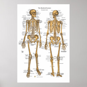 Schema van het skeletsysteem bij mensen met ligame poster