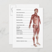 Schema van het spierstelsel briefkaart (Voorkant / Achterkant)