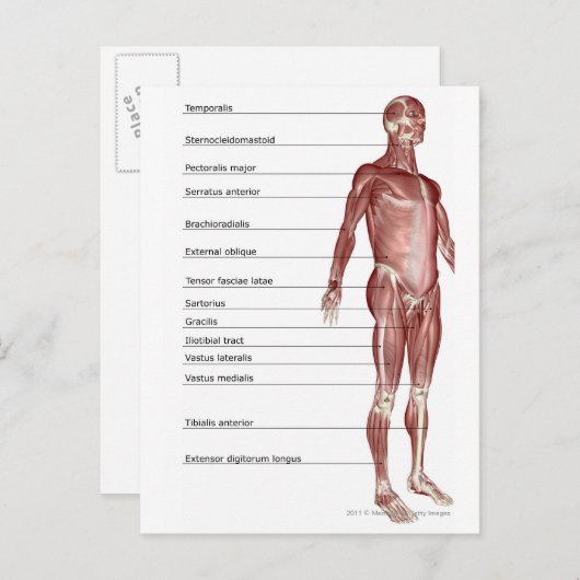 Schema van het spierstelsel briefkaart (Voorkant / Achterkant)