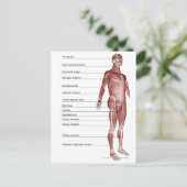 Schema van het spierstelsel briefkaart (Staand voorkant)