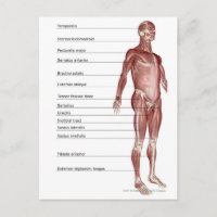 Schema van het spierstelsel
