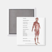 Schema van het spierstelsel magneet (Voorkant / Achterkant)