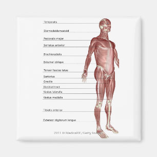 Schema van het spierstelsel magneet
