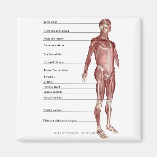 Schema van het spierstelsel magneet (Voorkant)