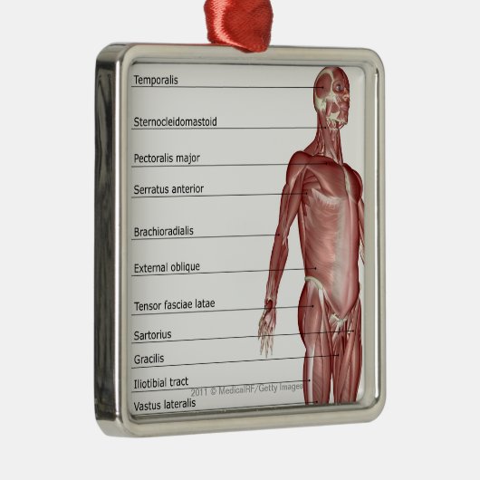 Schema van het spierstelsel metalen ornament (Rechts)
