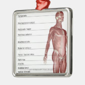 Schema van het spierstelsel metalen ornament (Links)