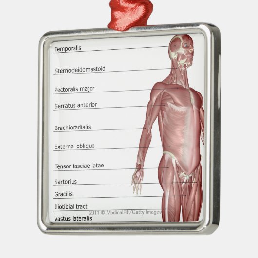 Schema van het spierstelsel metalen ornament (Links)