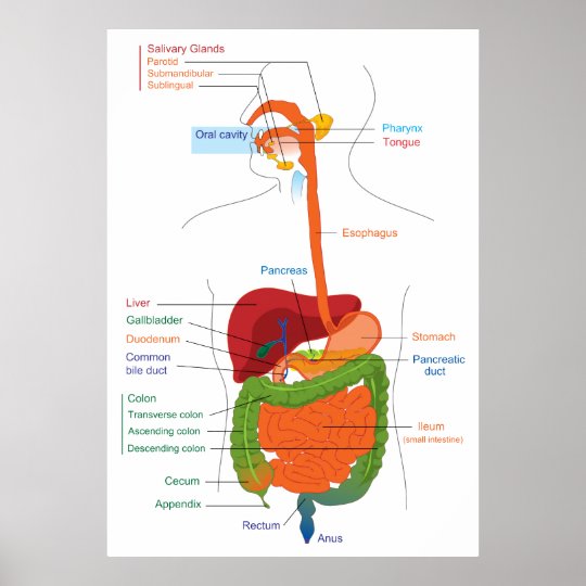 Schema van het spijsverteringsstelsel poster Zazzle.nl