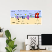 Schema van het Thylakoid Membraan van chloroplaste Poster (Thuiskantoor)