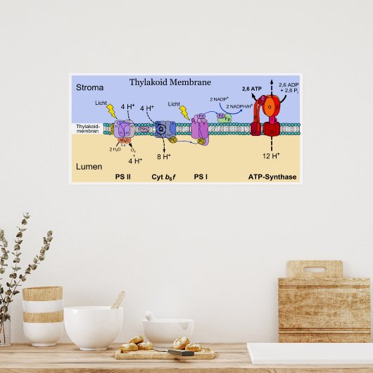 Schema van het Thylakoid Membraan van chloroplaste Poster (Keuken)