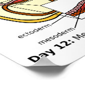 Schema van het voortplantingsstelsel van de mensel poster (Hoek)