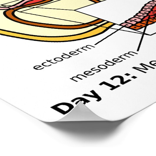 Schema van het voortplantingsstelsel van de mensel poster (Hoek)