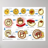 Schema van het voortplantingsstelsel van de mensel poster (Voorkant)