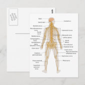 Schema van het zenuwstelsel van het menselijk lich briefkaart (Voorkant / Achterkant)