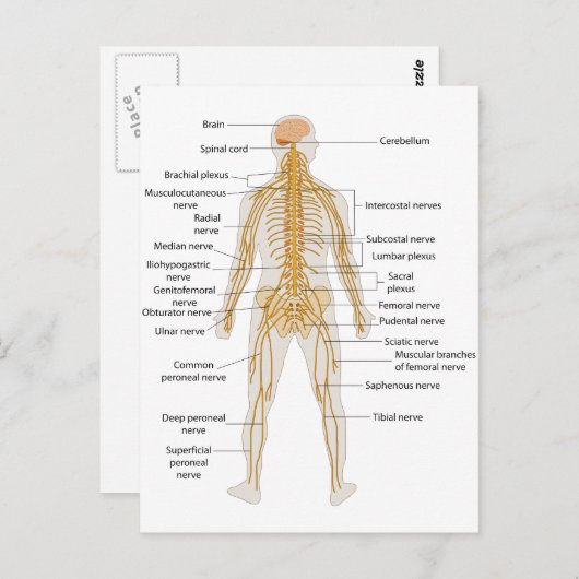 Schema van het zenuwstelsel van het menselijk lich briefkaart (Voorkant / Achterkant)