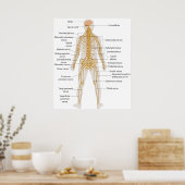 Schema van het zenuwstelsel van het menselijk lich poster (Keuken)