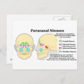 Schema van humaan paranasaal Sinussen Briefkaart (Voorkant / Achterkant)