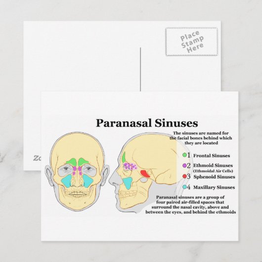 Schema van humaan paranasaal Sinussen Briefkaart (Voorkant / Achterkant)