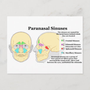 Schema van humaan paranasaal Sinussen Briefkaart