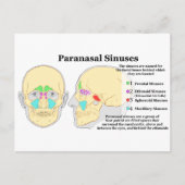 Schema van humaan paranasaal Sinussen Briefkaart (Voorkant)