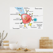 Schema van monoklonale antilichamen tegen kanker poster (Keuken)