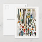  schema van pluimen/veren briefkaart (Voorkant / Achterkant)