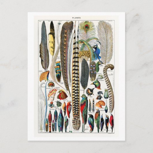  schema van pluimen/veren briefkaart (Voorkant)