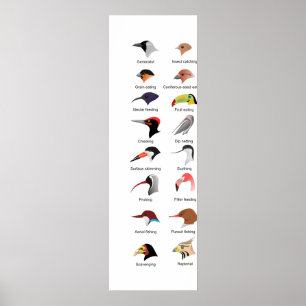 Schema van verschillende vogelgriepaanpassingen poster