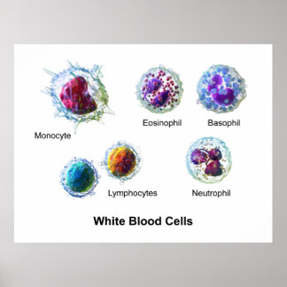 Schema van witte bloedcellen Leukocyten Poster