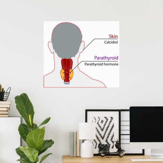 Schema voor de kalkhuishouding van het humane endo poster (Thuiskantoor)