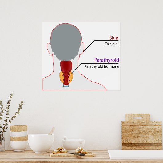 Schema voor de kalkhuishouding van het humane endo poster (Keuken)