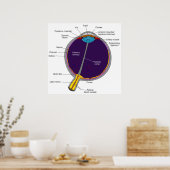 Schematisch anatomisch diagram van het menselijk o poster (Keuken)