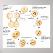 Schematisch diagram van cellulaire mitose poster (Voorkant)