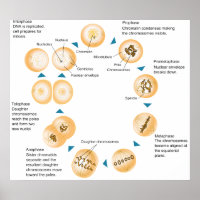 Schematisch diagram van cellulaire mitose
