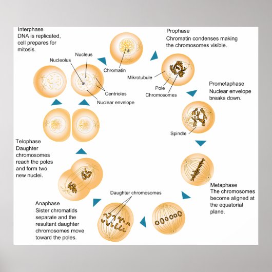 Schematisch diagram van cellulaire mitose poster (Voorkant)