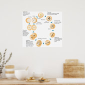 Schematisch diagram van cellulaire mitose poster (Keuken)