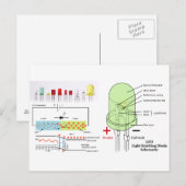 Schematische led-lichtemitterende diode briefkaart (Voorkant / Achterkant)