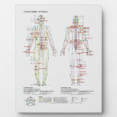 Schematische weergave van de Chinese of menselijke Fotoplaat (Voorkant)