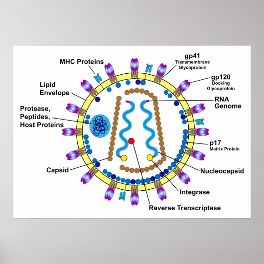 Schematische weergave van een hiv-viriondiagram poster (Voorkant)