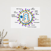 Schematische weergave van een hiv-viriondiagram poster (Keuken)