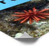 Scheppen op Poipu Beach Poster (Hoek)