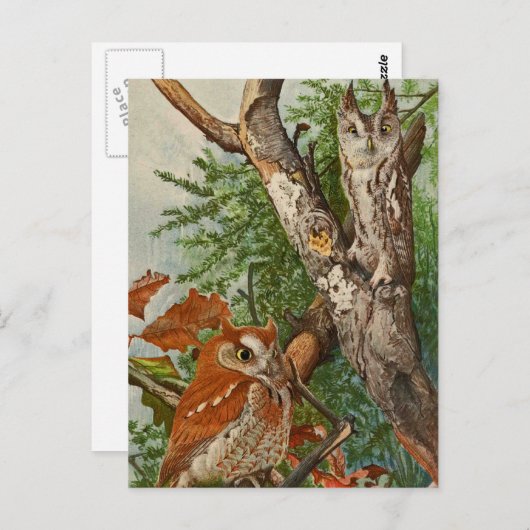 Schermboomkor (kleurfasen) briefkaart (Voorkant / Achterkant)