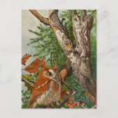 Schermboomkor (kleurfasen) briefkaart (Voorkant)