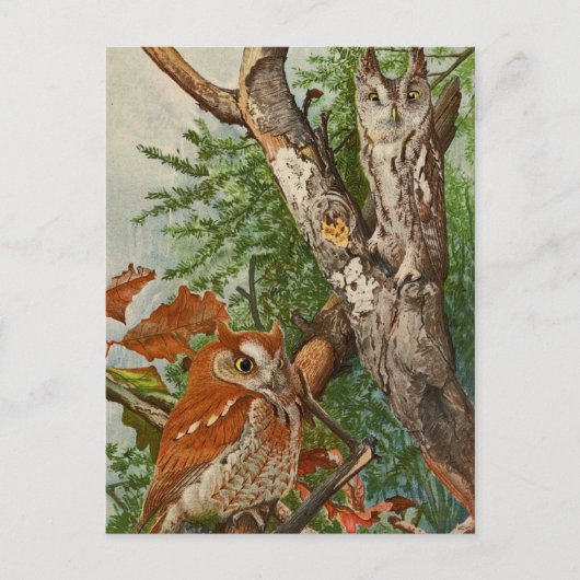 Schermboomkor (kleurfasen) briefkaart (Voorkant)