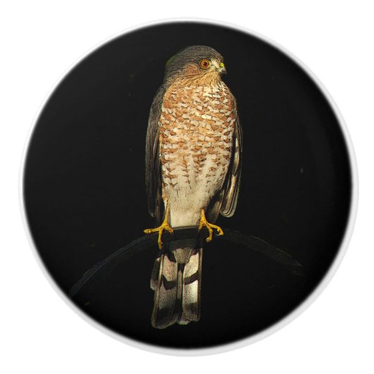 Scherp-shinned Hawk keramische knop (Voorkant)