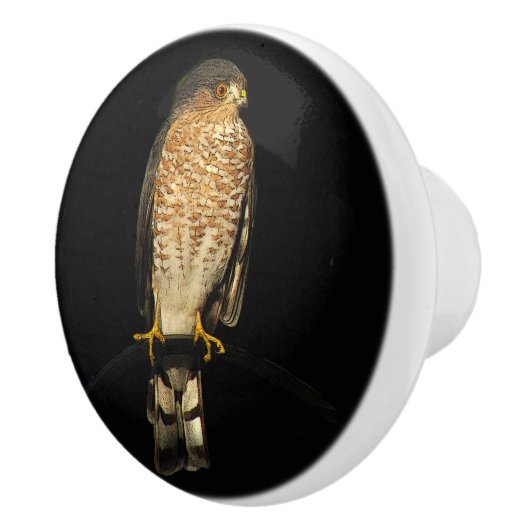 Scherp-shinned Hawk keramische knop (Rechts)