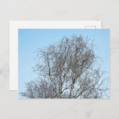 Schets boomvertakkingen briefkaart (Voorkant / Achterkant)